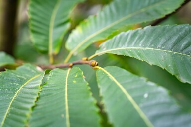 Castanea sativa cépée