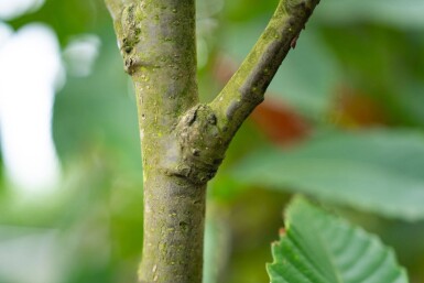 Castanea sativa cépée