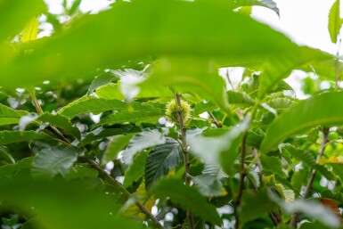 Castanea sativa cépée
