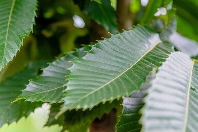Castanea sativa cépée
