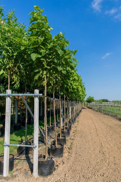 Catalpa bignonioides haute-tige 10/12