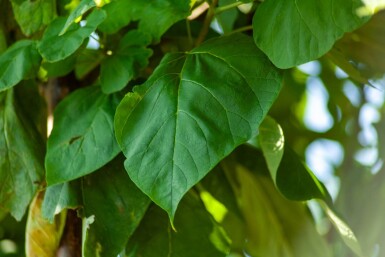 Catalpa bignonioides haute-tige