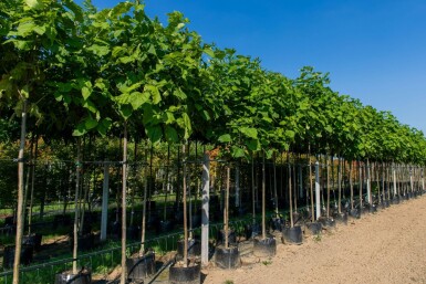 Catalpa bignonioides haute-tige 10/12