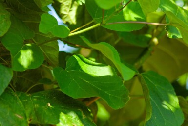 Catalpa bignonioides haute-tige 10/12