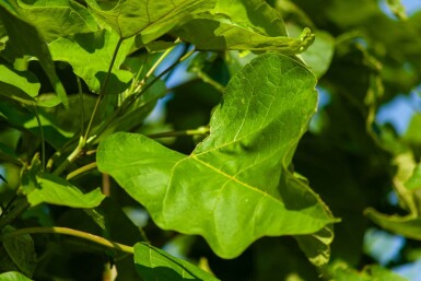 Catalpa bignonioides haute-tige 10/12