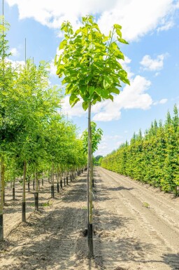 Catalpa bignonioides haute-tige 10/12