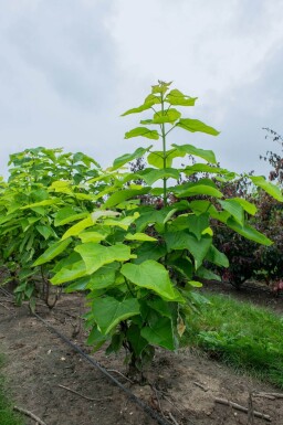 Catalpa bignonioides cépée