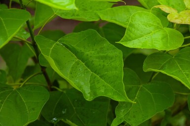 Catalpa bignonioides cépée
