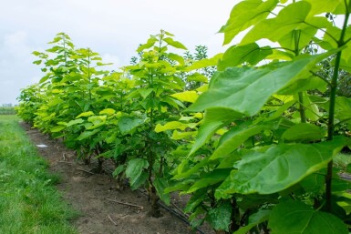 Catalpa bignonioides cépée 200-250