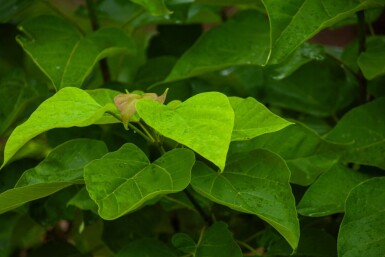 Catalpa bignonioides cépée 200-250