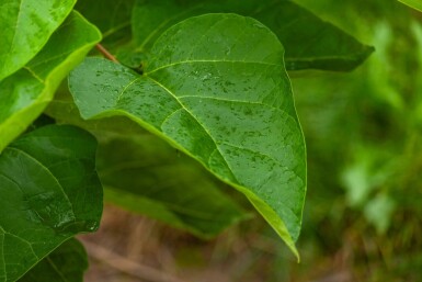 Catalpa bignonioides cépée 200-250