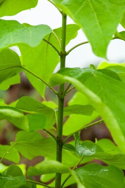 Catalpa bignonioides cépée 200-250