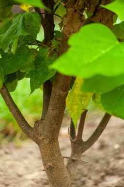 Catalpa bignonioides cépée 200-250