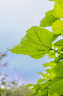 Catalpa bignonioides cépée 200-250