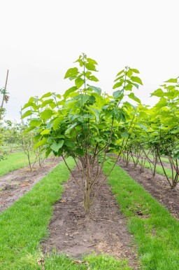Catalpa bignonioides cépée 200-250