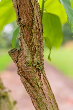 Catalpa bignonioides cépée 200-250