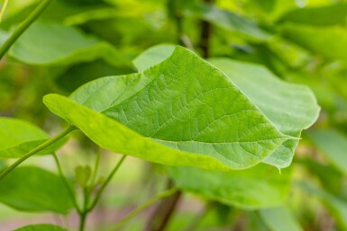 Catalpa bignonioides cépée 200-250