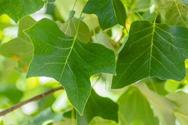Liriodendron tulipifera espalier