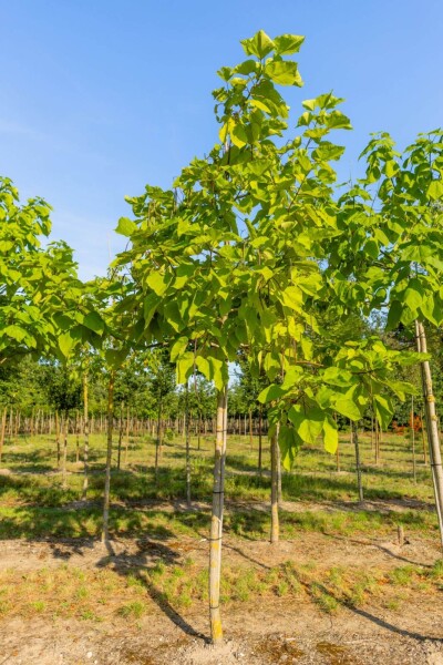 Catalpa bignonioides 'Aurea' haute-tige 12/14 225cm tronc