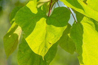Catalpa bignonioides 'Aurea' haute-tige 12/14 225cm tronc