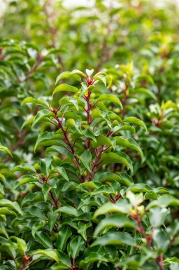 Prunus lusitanica 'Brenelia'