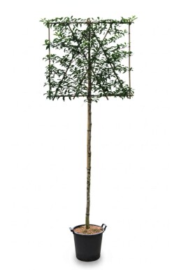Prunus lusitanica 'Brenelia' espalier