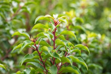Prunus lusitanica 'Brenelia' espalier 10/12 150cm tronc 150b x 120h