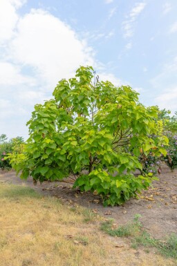 Catalpa bignonioides 'Aurea' cépée