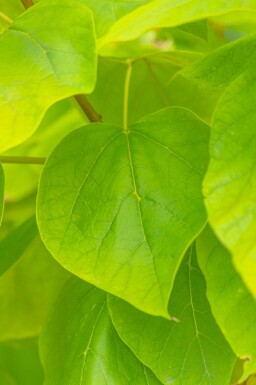 Catalpa bignonioides 'Aurea' cépée