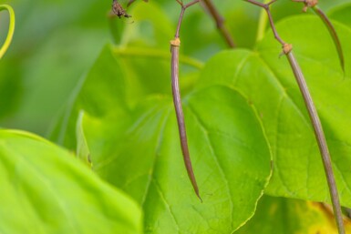 Catalpa bignonioides 'Aurea' cépée