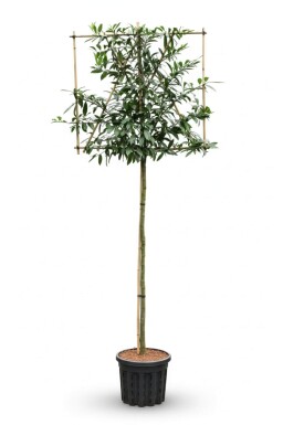 Prunus laurocerasus 'Caucasica'
