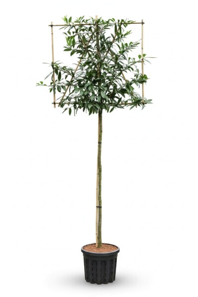 Prunus laurocerasus 'Caucasica' espalier 12/14 200cm tronc 150b x 120h
