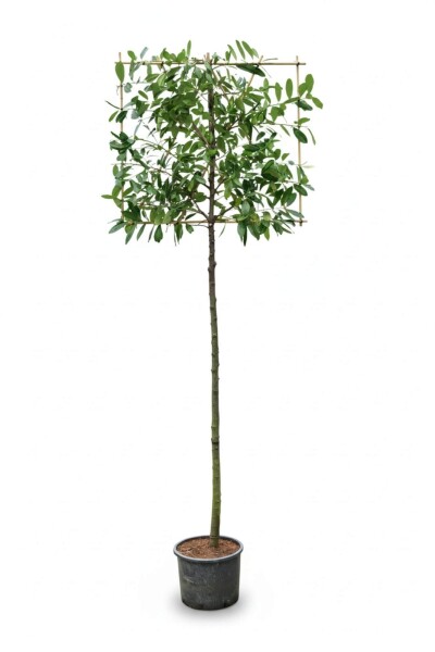 Prunus laurocerasus 'Novita' espalier 12/14 180cm tronc 150b x 120h