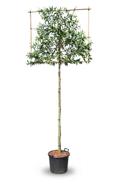 Prunus lusitanica 'Angustifolia' espalier 12/14 120cm tronc 150b x 120h