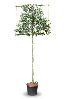 Prunus lusitanica 'Angustifolia' espalier