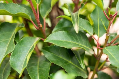 Prunus lusitanica 'Angustifolia' espalier