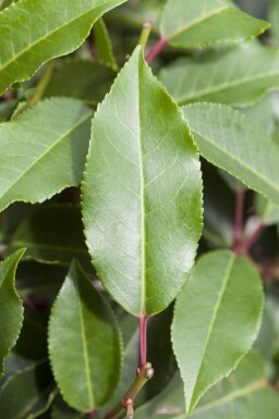 Prunus lusitanica 'Angustifolia' espalier 12/14 120cm tronc 150b x 120h