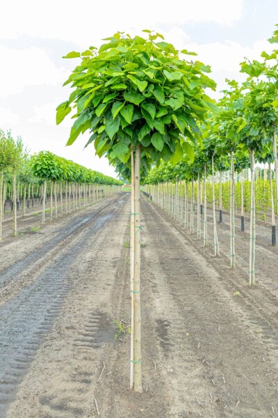 Catalpa bignonioides 'Nana' haute-tige 12/14 225cm tronc