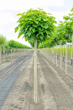 Catalpa bignonioides 'Nana' haute-tige