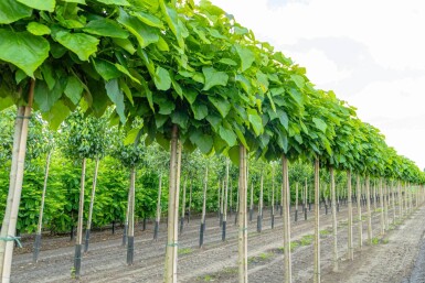 Catalpa bignonioides 'Nana' haute-tige