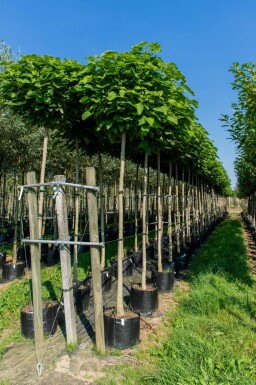 Catalpa bignonioides 'Nana' boule sur tige