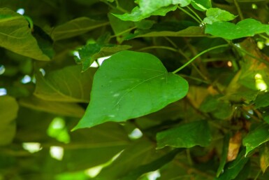 Catalpa bignonioides 'Nana' boule sur tige