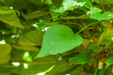 Catalpa bignonioides 'Nana' demi-tige 12/14 120cm tronc