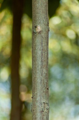 Catalpa bignonioides 'Nana' demi-tige 12/14 120cm tronc