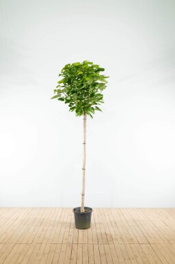 Catalpa bignonioides 'Nana' demi-tige 12/14 120cm tronc