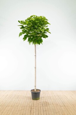 Catalpa bignonioides 'Nana' demi-tige 12/14 120cm tronc