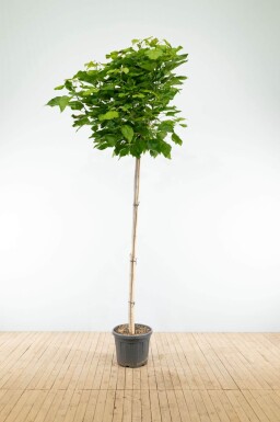 Catalpa bignonioides 'Nana' demi-tige 12/14 120cm tronc