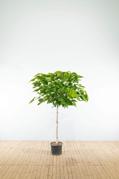 Catalpa bignonioides 'Nana' demi-tige 8/10 150cm tronc