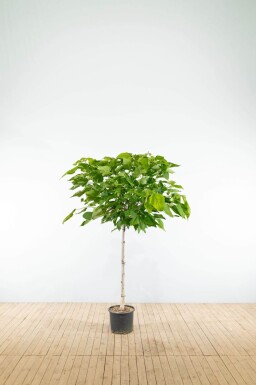 Catalpa bignonioides 'Nana' demi-tige