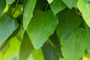 Catalpa bignonioides 'Nana' demi-tige 8/10 150cm tronc
